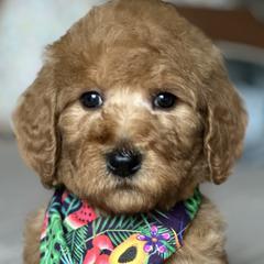 Milo F1BB - Red  Goldendoodle puppy in Rancho Murieta, California from Caryn’s classy doodles