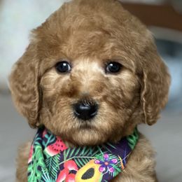 Milo F1BB - Red  Goldendoodle puppy in Rancho Murieta, California from Caryn’s classy doodles