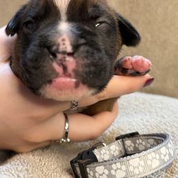 Gray male - Fawn Boxer puppy in Mooresboro, North Carolina from Echo Hollow Boxers