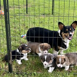 American Corgi and Pembroke Welsh Corgi Puppies from Folly Acres Corgis