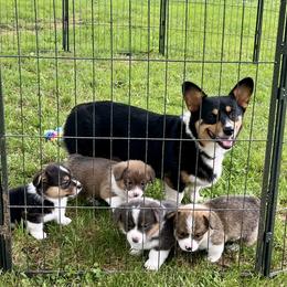American Corgi and Pembroke Welsh Corgi Puppies from Folly Acres Corgis