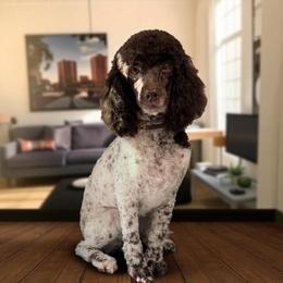Biscoff - Poodle