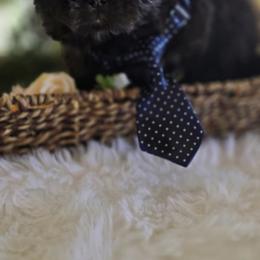 Male puppy - Chocolate male Shih Tzu puppy in Victorville, California from 🩷CHAFFINO ADORABLE SHIH TZUS