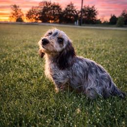 Lucas (Future Stud) - Dachshund
