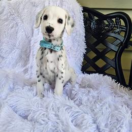 Light Blue - White and black male Dalmatian puppy in Gray, Georgia from Fuller Spots