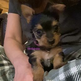 Yorkshire Terrier Puppies from Belle's Yorkie Babies