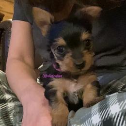 Yorkshire Terrier Puppies from Belle's Yorkie Babies