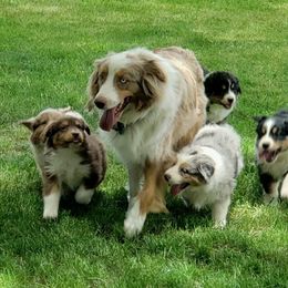 Australian Shepherd Puppies from Willie Great Aussies