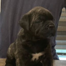 Cane Corso Puppies from Steel Cane Corso