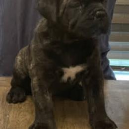 Cane Corso Puppies from Steel Cane Corso