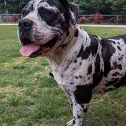 Alapaha Blue Blood Bulldogs from Red Dirt Alapahas