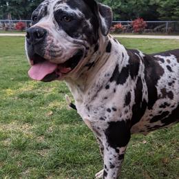Alapaha Blue Blood Bulldogs from Red Dirt Alapahas