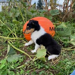 Meara - Black white and tan female Collie puppy in Hinckley, Minnesota from Rusty Spur Collies