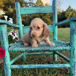 Duncan - Cream male Dachshund puppy in New Albany, Mississippi from Double A. Doxies
