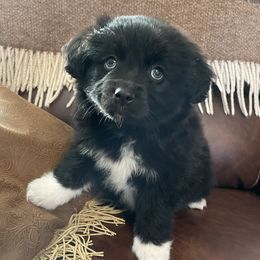 Axel - Miniature Australian Shepherd