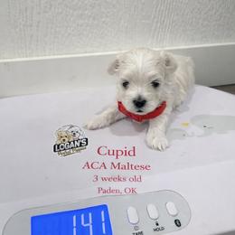 Cupid - White male Maltese puppy in Paden, Oklahoma from Logan's Perfect Puppies