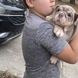 Bulldog Puppies from Flawless Bulldog