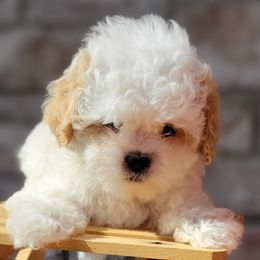 Shichon and Shihpoo Puppies from Pilot Hill Teddy Bear Puppies