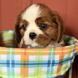 Zephr - Blenheim male Cavalier King Charles Spaniel puppy in Almont, Michigan from Mtn to Sea