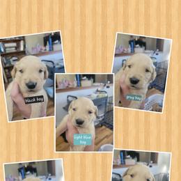 Male puppy - Golden male Golden Retriever puppy in Lakewood, Washington from Lenhart Goldens