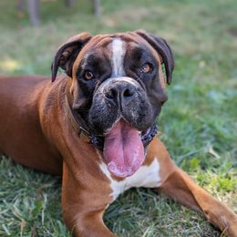 Ada - Boxer