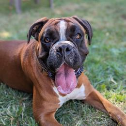 Ada - Boxer