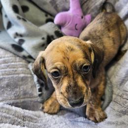 Grey - Brindle male Dachshund puppy in Colony, Kansas from Randal'sDachshunds