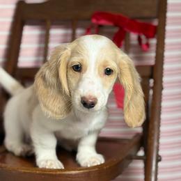 Boy 3 - Piebald male Dachshund puppy in Waycross, Georgia from Camie's Dachshunds