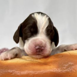 PB&J - Liver and white English Springer Spaniel puppy in Salem, Oregon from Ivy Hill English Springer Spaniels