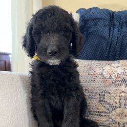 Havanese, Poodle, and Sheepadoodle Puppies from KK's Doodles and Havanese