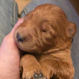 Twinkle - Red  female Goldendoodle puppy in Neillsville, Wisconsin from Granton Creek