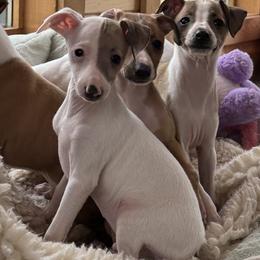 Pied red boy - White and red male Italian Greyhound puppy in North Carolina from Celtic Sighthounds