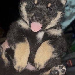 Shiba Inu Puppies from Animal Farm Shiba Inus & Mameshibas