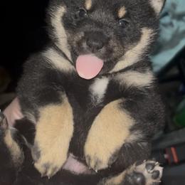 Shiba Inu Puppies from Animal Farm Shiba Inus & Mameshibas