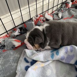 Bulldog and French Bulldog Puppies from Blues City Bulldogs