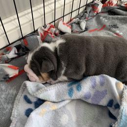 Bulldog and French Bulldog Puppies from Blues City Bulldogs