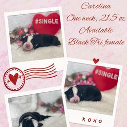 Carolina - Black tri-color female Australian Shepherd puppy in Pamplico, South Carolina from Greywood Farm Aussies