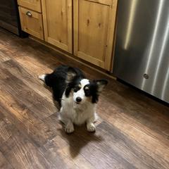 Okie - Pembroke Welsh Corgi
