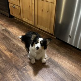 Okie - Pembroke Welsh Corgi