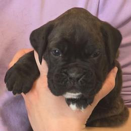 Georgia - Brindle female Boxer puppy in Evans, Georgia from Kimberly's Boxers