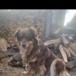 Australian Shepherd and Pomeranian All Grown Up from Willamette Valley Aussies