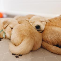 Golden Retriever Puppies from Gillit Family Goldens of NTX
