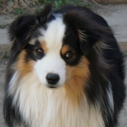 Xylo - Miniature American Shepherd