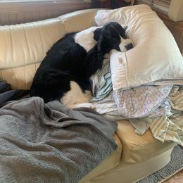 English Springer Spaniel All Grown Up from Tiffany
