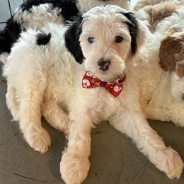 Donner - Black and white male Bernedoodle puppy in Williamston, South Carolina from Sassy Bob’s Dogs