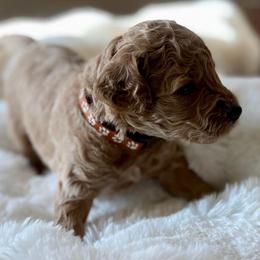 Connor - Apricot male Australian Labradoodle puppy in San Antonio, Texas from I Love U Back Labradoodles, LLC