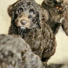Toby - Brown male Double Doodle puppy in Jeddo, Michigan from Bert's Doodles
