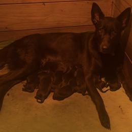 Boy 1 - Black sable male Belgian Malinois puppy in Palmyra, Maine from Maine Working Dogs