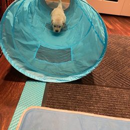 Golden Retriever Puppies from EP's Golden Retrievers