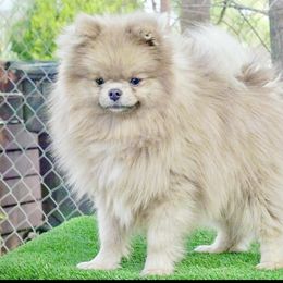 Beaver - Pomeranian